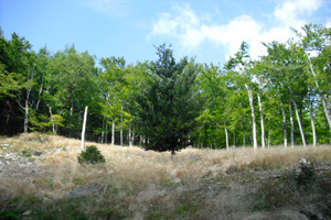 Ansicht Wald mit Lichtung